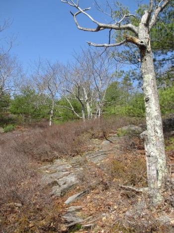 The path leading to the top of Higgins Mountain in Georgetown. PHIL DI VECE/Wiscasset Newspaper
