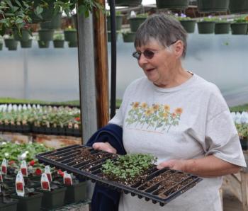 Nancy Barker transplants seedlings into little pots. (Photo by Lynda Clancy)