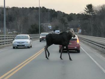 Moose on the bridge spanning the Passagassawakeag River in Belfast Wednesday around 7:20 a.m. (Courtesy Kyle Bradford)