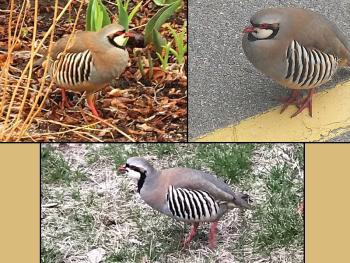 The Camden chukar, spotted around town this week. (Clockwise from left, photos courtesy Hartstone Inn, Camden Police Officer Brook Hartshorn and David Edwards)
