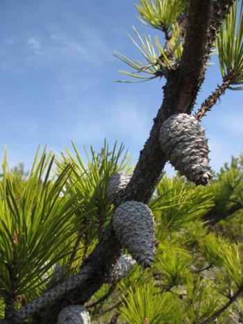 Pitch pine trees are abundant atop Higgins Mountain. PHIL DI VECE/Wiscasset Newspaper