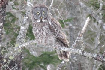 A couple of weeks ago an unusual visitor made an appearance on Moody Mountain Road in Searsmont – a great gray owl. Apparently, bird watchers came from near and far to see this rare bird, or at any rate, rare here.
Photo by Hilda Livingstone Great Gray Owl