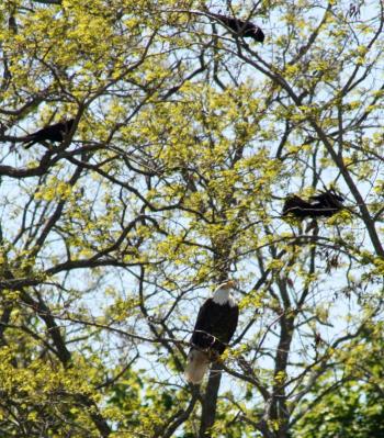The bald eagle near Reny’s Plaza and 87 Elm Street being watched by three crows Thursday morning. (Photo by Holly S. Edwards)