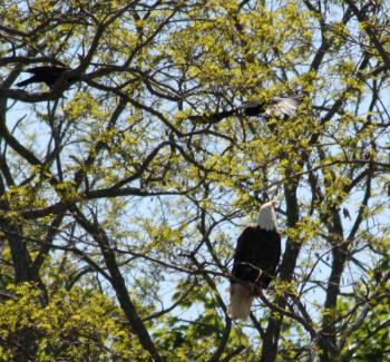 (Photo by Holly S. Edwards)