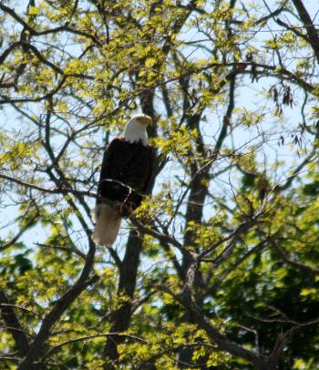 (Photo by Holly S. Edwards)