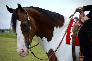 Tara Woods Sugar Cody shown by Chantel Flewelling. (Courtesy Chelsea Lord)