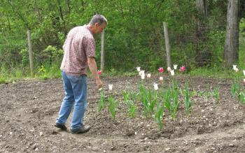 Chuck Hamm in the garden behind the school where the students planted tulips.