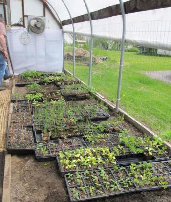The partially used greenhouse is now a full-fledged working greenhouse.