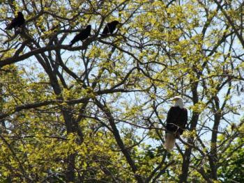 A bald eagle is watched, and heckled, by three crows and my camera lens on the morning of June 8. (Photo by Holly S. Edwards)