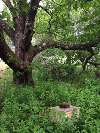 Laura Livingston’s beehive under the horse chestnut tree on Matinicus Island.