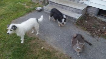 May was reunited with her companions, Bash and a Cat Dog. (Photo by Sarah Shepherd)