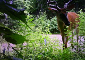 deer in velvet