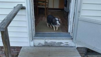 May is happy to be back home after she escaped from her backyard and explored a part of Mountain Street in Camden on July 26. (Photo by Sarah Shepherd)