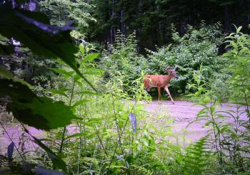 deer in velvet