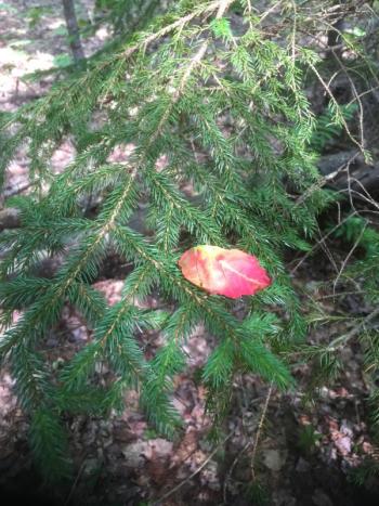 fall coming
