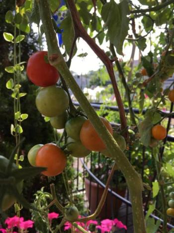 Tomatoes ripen on one of the many tomato plants at the Camden Riverhouse Hotel. (Photo: Jenna Lookner)