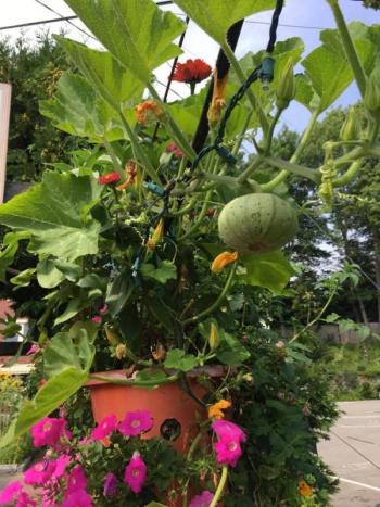 One of Dickey’s hanging baskets, boasting a variety of vegetables and flowers. (Photo: Jenna Lookner)