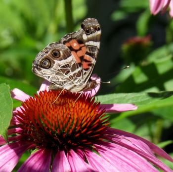 "American Ladies have big eyes." You can also see the diagnostic spot on the forewing of this American Lady. (Photo by Kristen Lindquist)