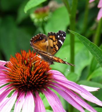 American Lady on purple coneflower (Photo by Kristen Lindquist)