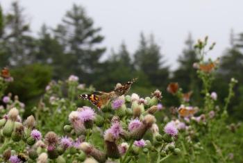 A mere fraction of the dozens of butterflies feeding in this thistle patch on Monhegan. (Photo by Kristen Lindquist)