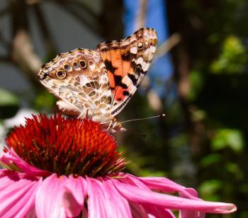 By contrast the Painted Lady has four eyes and no little white spot on the forewing. (Photo by Kristen Lindquist)