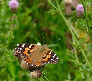 A good view of the upperside of a Painted Lady. (Photo by Kristen Lindquist)