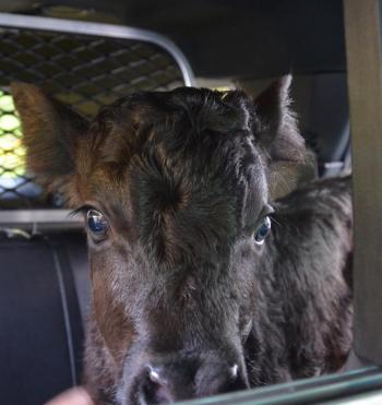 A heifer in the cruiser. (Photo by Lynda Clancy)