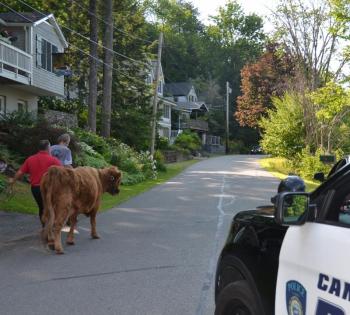 Camden Police Chief Randy Gagne leads the cow along Beaucaire, heading back home. (Photo by Lynda Clancy)