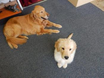 Max at three years with Buddy in the background.