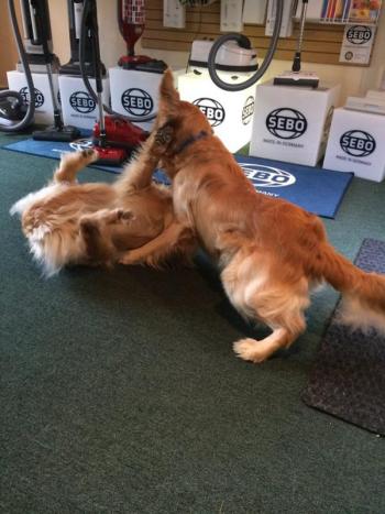 Playtime at the shop with Max and Buddy.