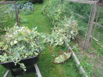 pea vines