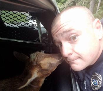 Sergeant Fitzpatrick poses with one of the captured goats. (photo courtesy of Sgt. Fitzpatrick, of the Belfast Police Department)