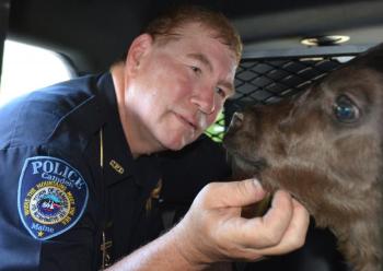 Camden Police Sgt. Dan Brown keeps a calm hand on the newborn calf, which police temporarily provided safe haven to in the back of the air conditioned Camden police cruiser. There were no bovine reminders left behind, police reported. (Photo by Lynda Clancy)