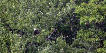 This eagle, along with her young, were nesting on Pitcher Pond this summer.
Photo by Casey Hart eagle