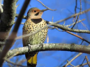 We can tell this beautiful Northern Flicker is a male by the black "whisker" on his face. (Photo courtesy Brian Willson)