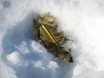 This flicker feather makes clear why our eastern sub-species is called the "Yellow-shafted Flicker." (Photo courtesy Brian Willson)