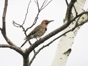 A male Northern Flicker displays his many colors and patterns, along with that stiff woodpecker tail that helps him brace against tree trunks. (Photo courtesy Brian Willson)
