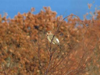 Though perched, this bird (a female) is showing off the flicker's diagnostic white rump spot. (Photo courtesy Brian Willson)