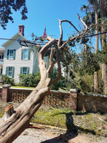 Tree damage from Hurricane Irma was everywhere!