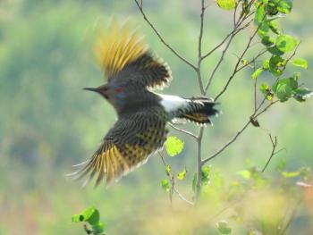 This Northern "Yellow-shafted" Flicker in flight on Beech Hill shows off the origin of his name, as well as the species' diagnostic white rump patch. (Photo couetesy Brian Willson)