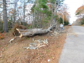 Ed Hall with the entire tree limb. (photo by Erica Thoms)