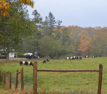 The cows at Aldermere Farm are wondering why the trees whipping around. (Photo by Lynda Clancy)