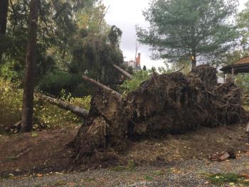 Trees uprooted came down behind the River House Hotel in Camden. (Photo courtesy Dave Dickey)