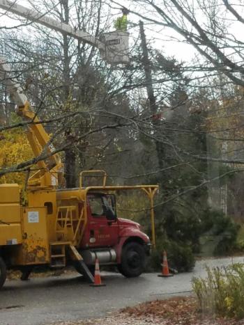 Beech Hill tree work. (Photo courtesy Corinne Wilson)