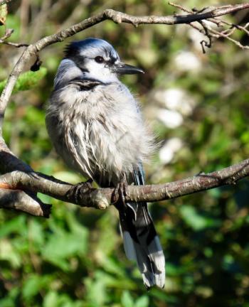 Ruffled from a recent bath, this jay shows no anxiety at my presence. (Photo courtesy Kristen Lindquist)
