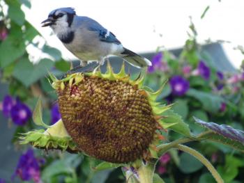 At the source: Blue Jays prefer seeds and nuts. (Photo courtesy Kristen Lindquist)