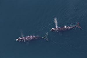 North Atlantic right whales photographed by the NEFSC aerial survey team in May 2016. Photo credit: NOAA Fisheries/Tim Cole, NEFSC