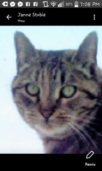 A game camera shot of the cat that turned out to be Myla. (Photo courtesy Mary Butler)