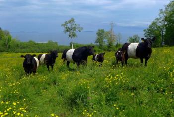 Belted Galloways enjoy grazing on a lush green field at Aldermere Farm. (Photo courtesy of MCHT/Heidi Baker)