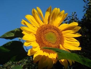 sunflower